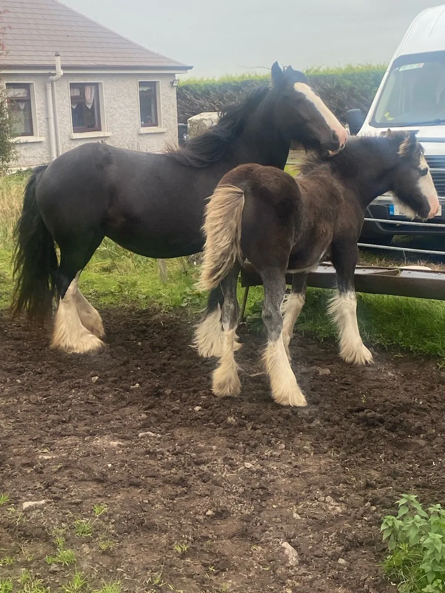 filly foal - Image 4