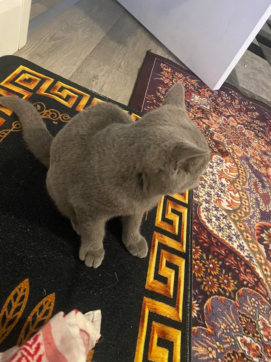 Cat - Image 2