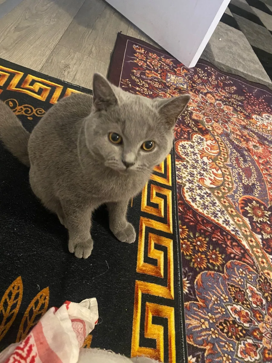 Cat - Image 3