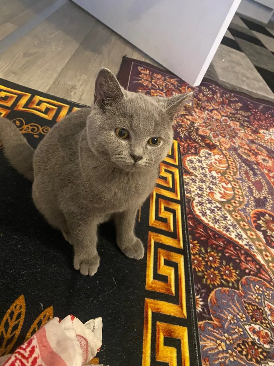 Cat - Image 4