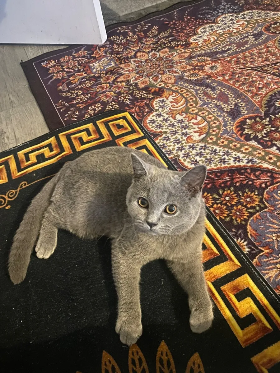 British Cat - Image 2