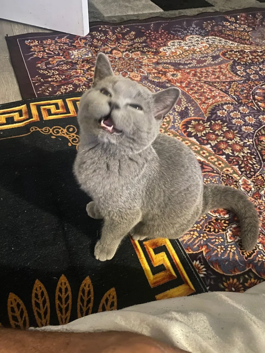 British Cat - Image 3