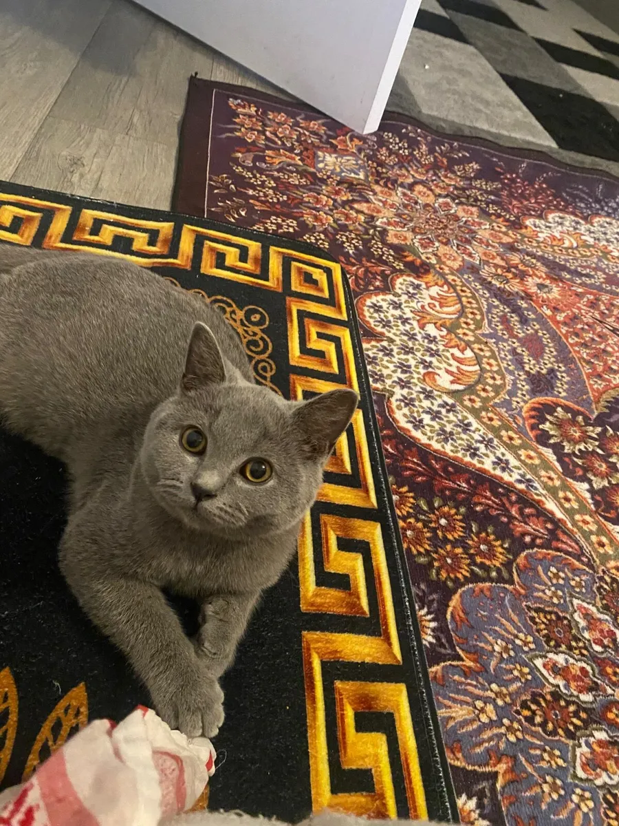 British Cat - Image 4