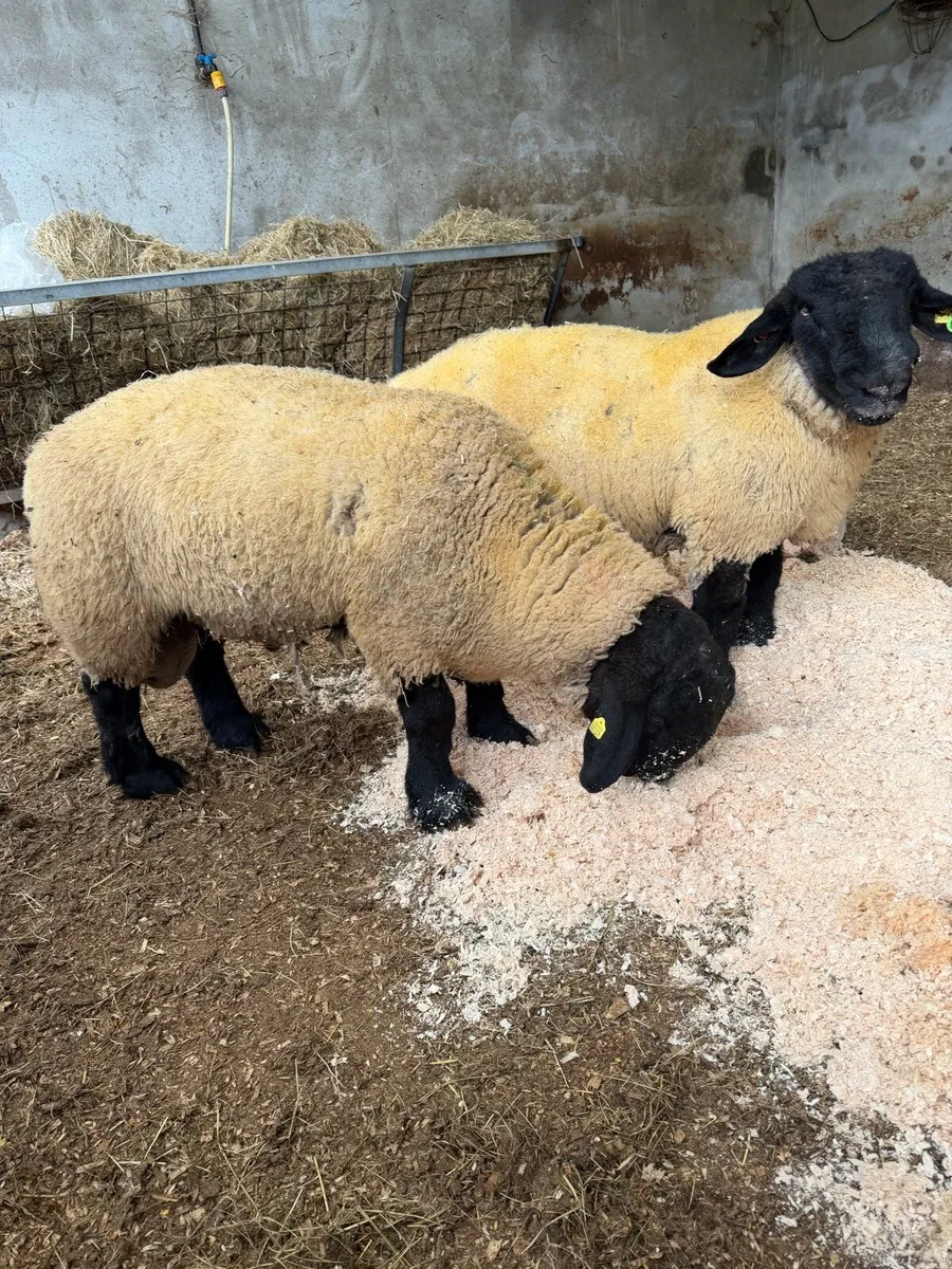 PBR Suffolk Ram & Ewe Lambs - All SIS - Calls Only - Image 2