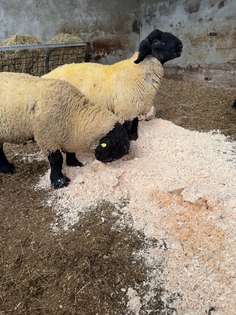 PBR Suffolk Ram & Ewe Lambs - All SIS - Calls Only - Image 3