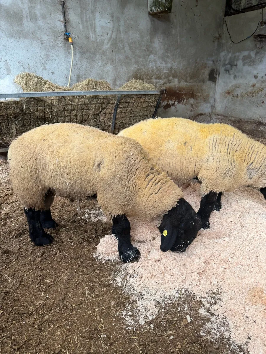 PBR Suffolk Ram & Ewe Lambs - All SIS - Calls Only - Image 4