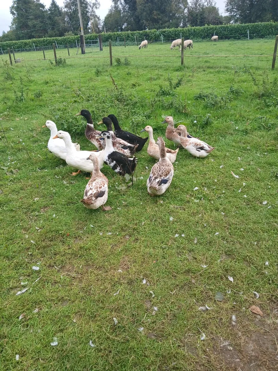 Ducks - Image 2