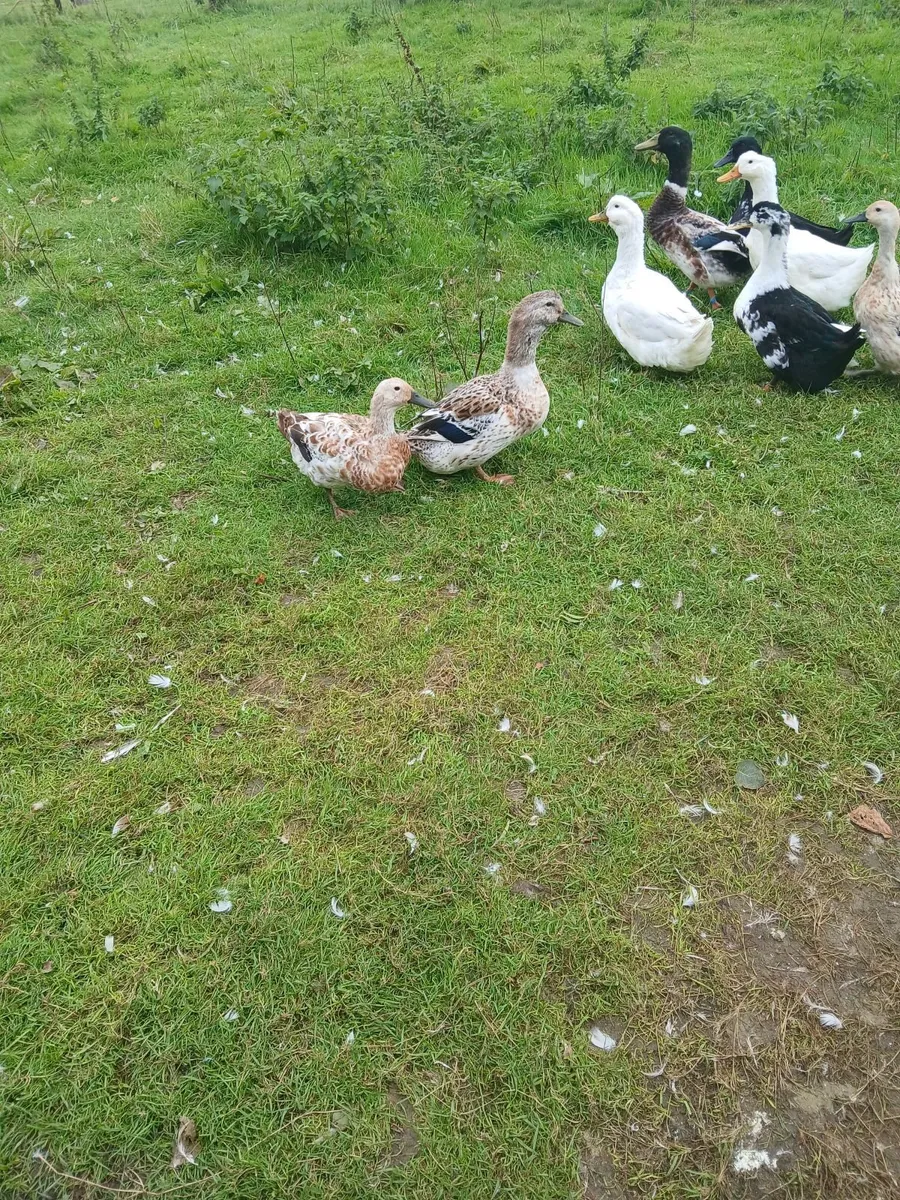 Ducks - Image 3