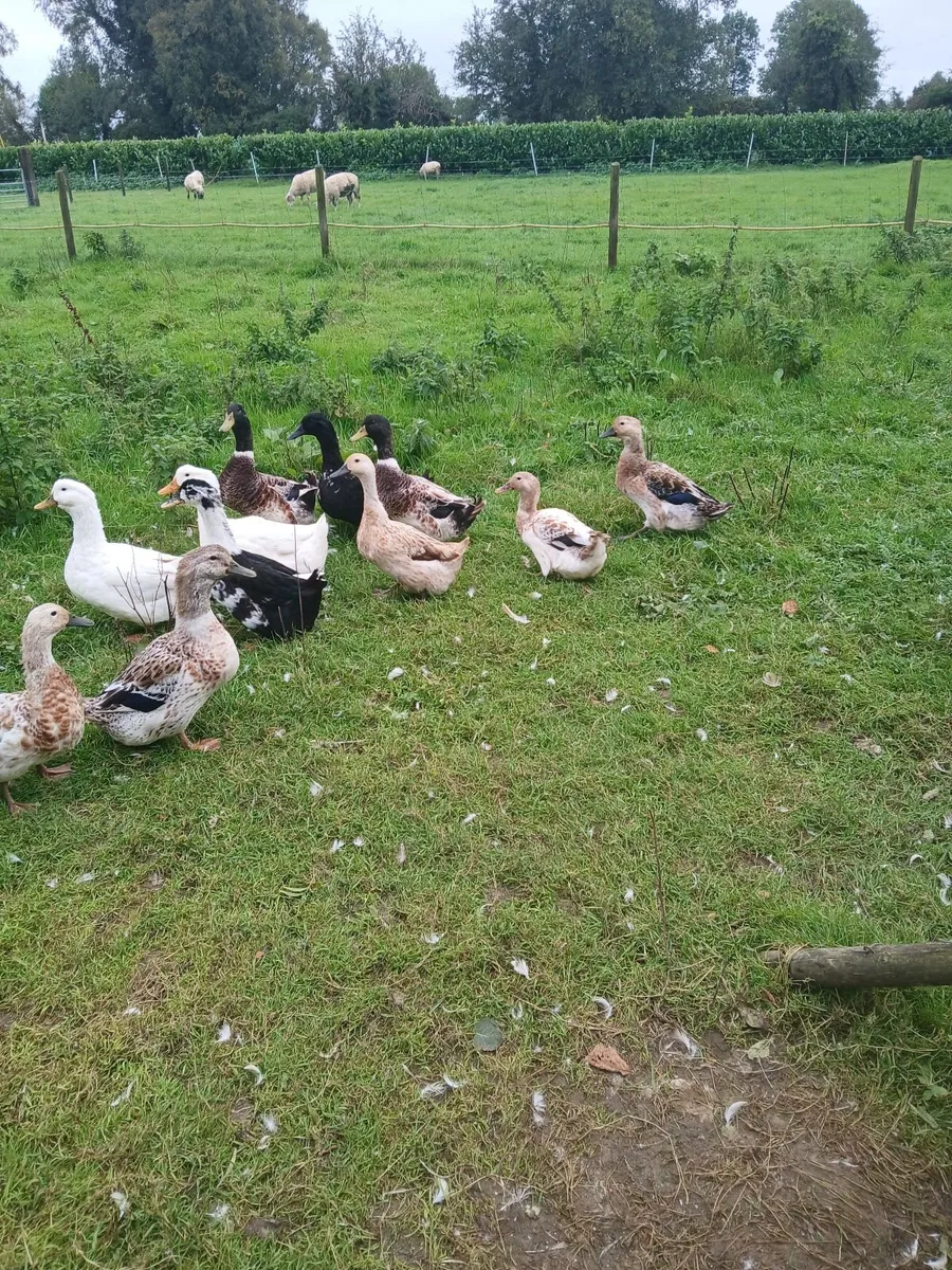 Ducks - Image 1