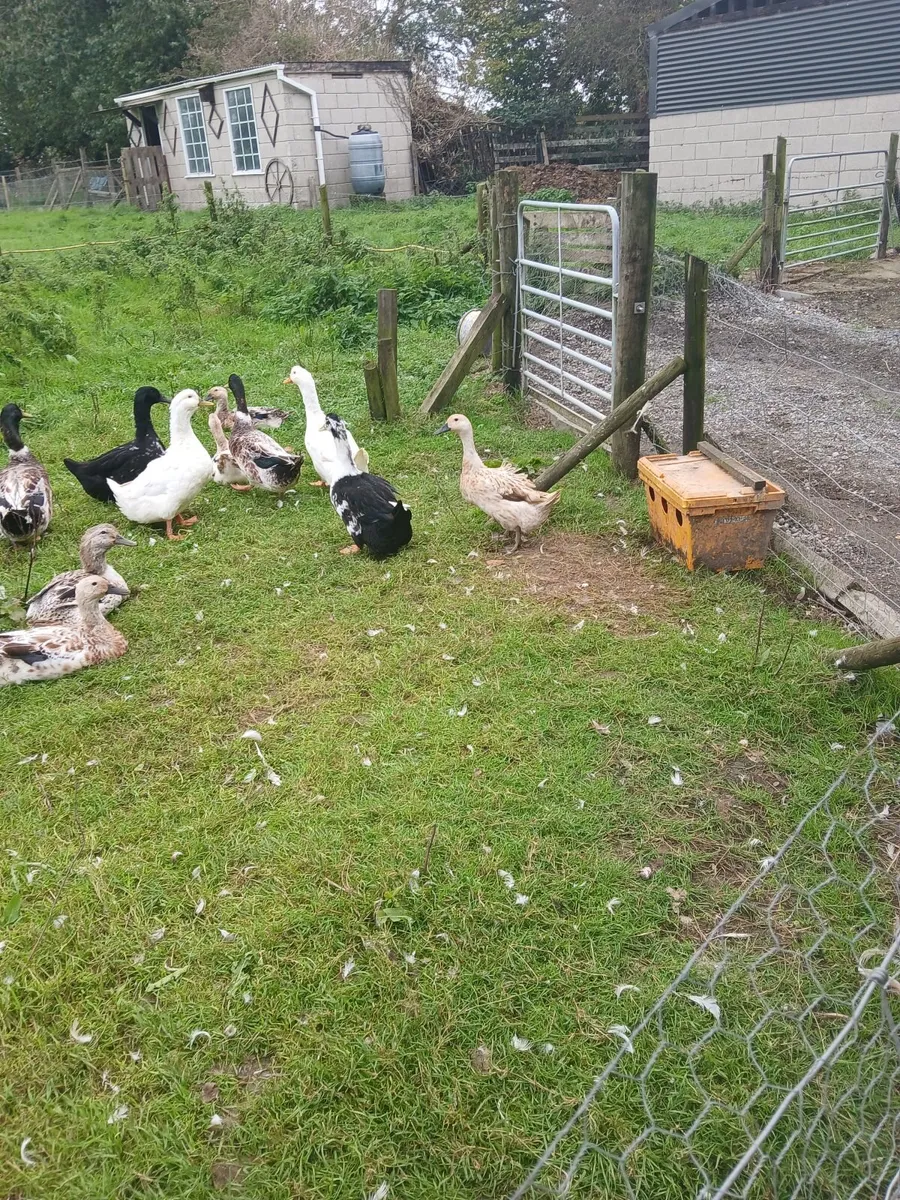 Ducks - Image 4