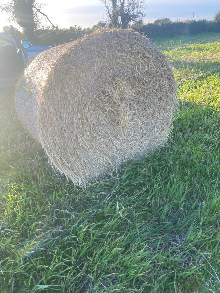 Golden barley straw