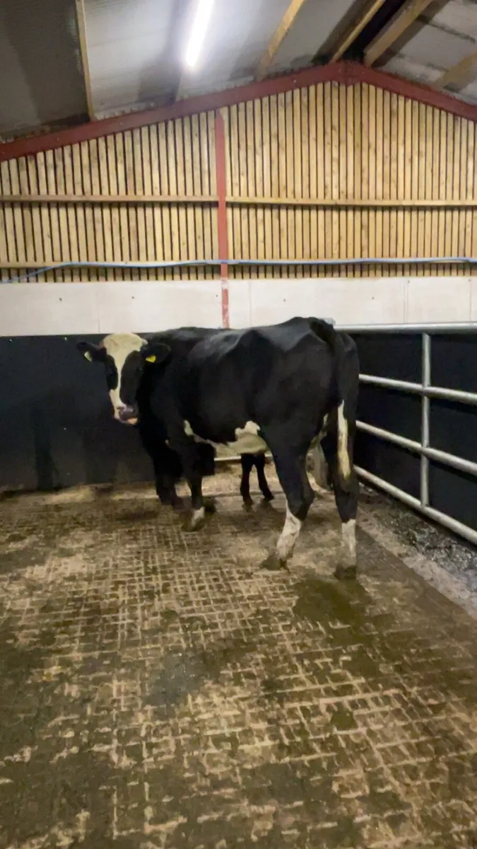 First calfing heifer and heifer calf - Image 4