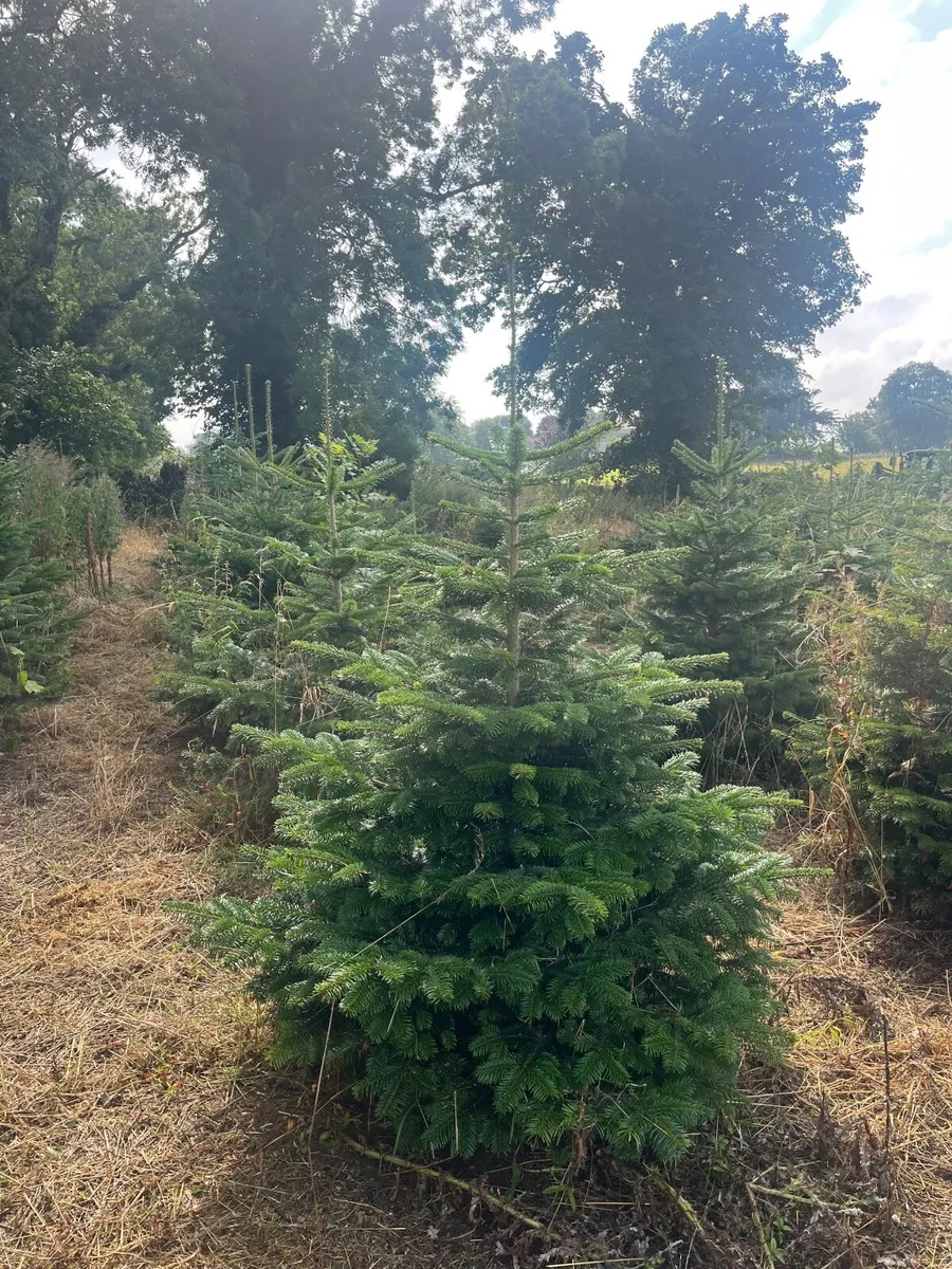 Christmas Trees- wholesale - Image 2