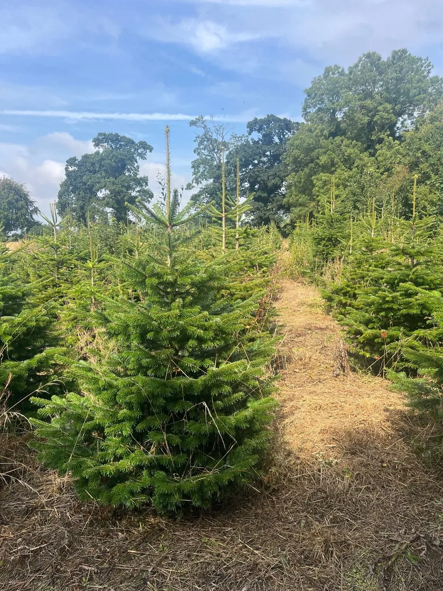 Christmas Trees- wholesale - Image 1