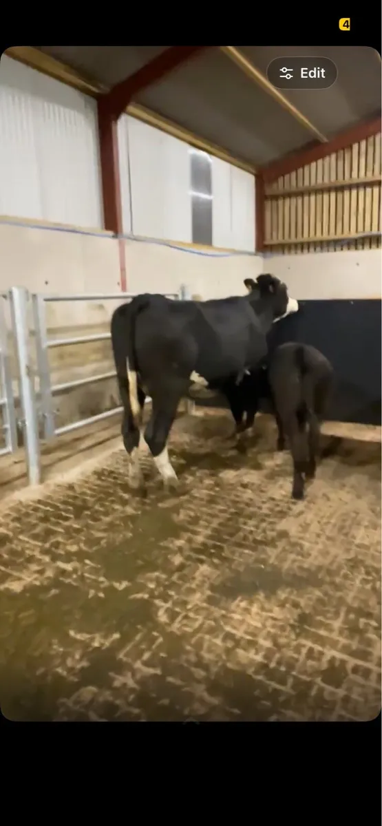 First calfing heifer and heifer calf - Image 1