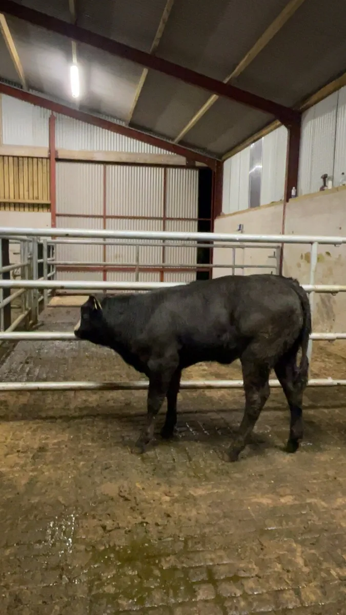 First calfing heifer and heifer calf - Image 2