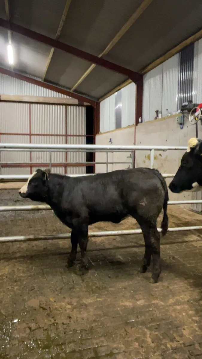 First calfing heifer and heifer calf - Image 3