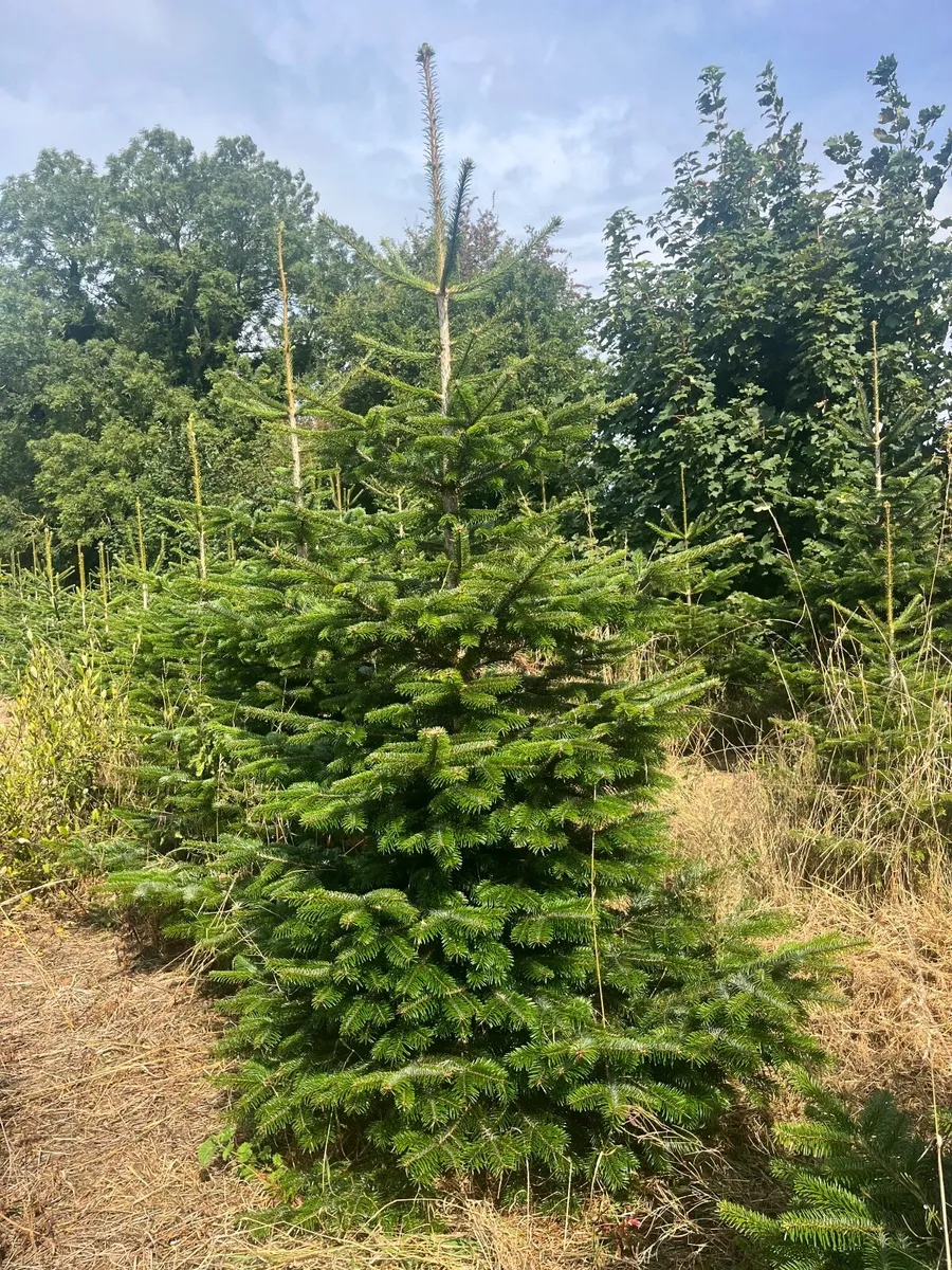 Christmas Trees- wholesale - Image 3