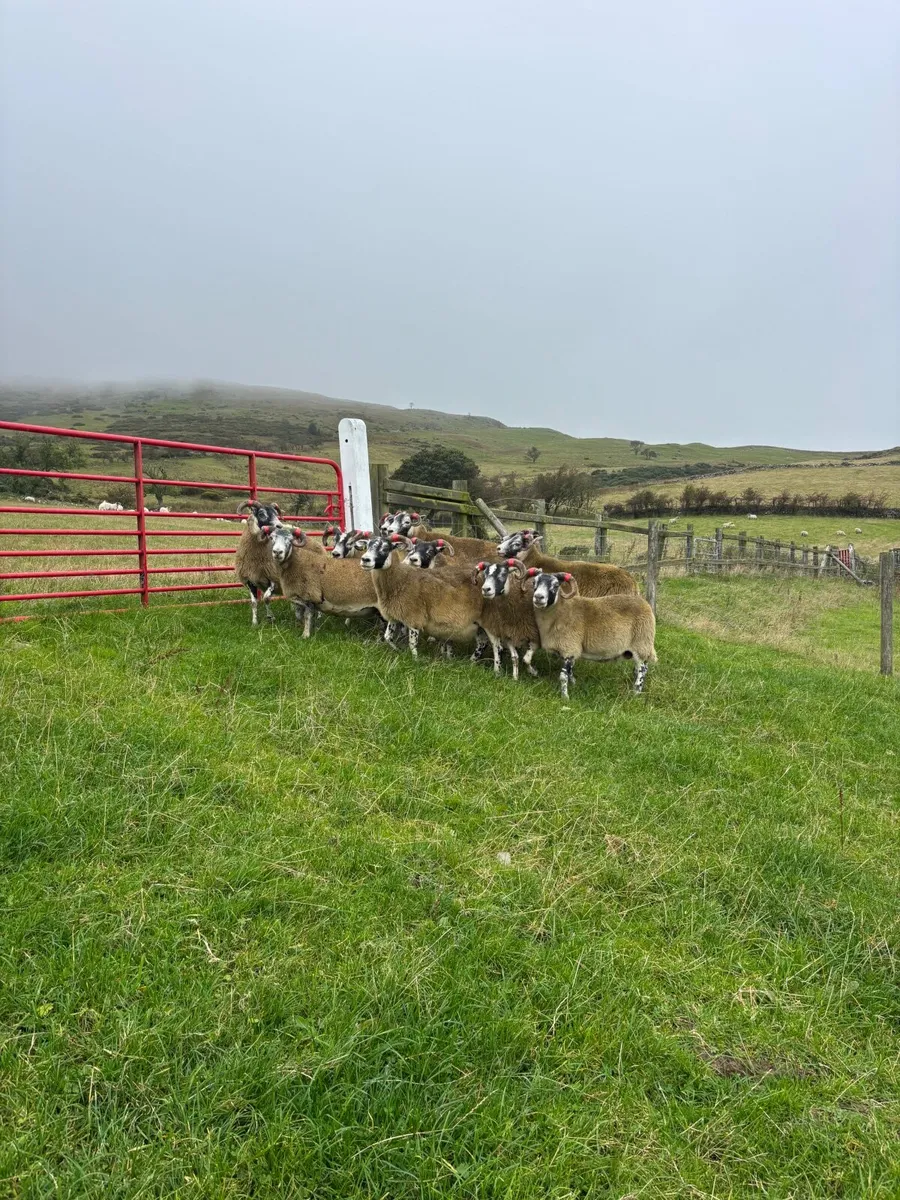Lanark ewes - Image 1