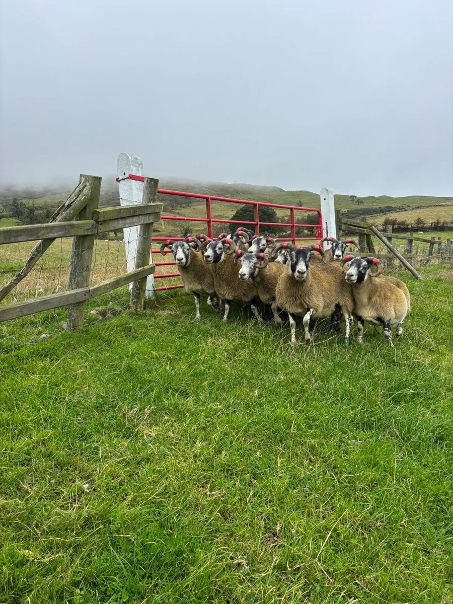 Lanark ewes - Image 2