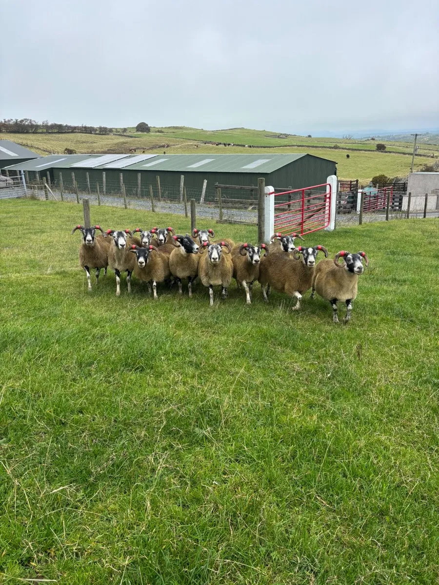Lanark ewes - Image 3