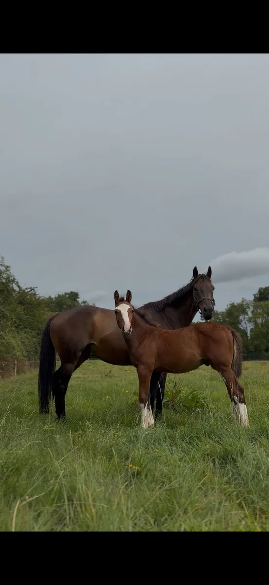 Recipient mare - Image 1