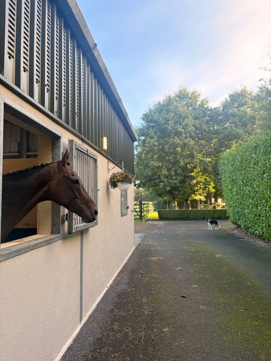 Recipient mare - Image 3