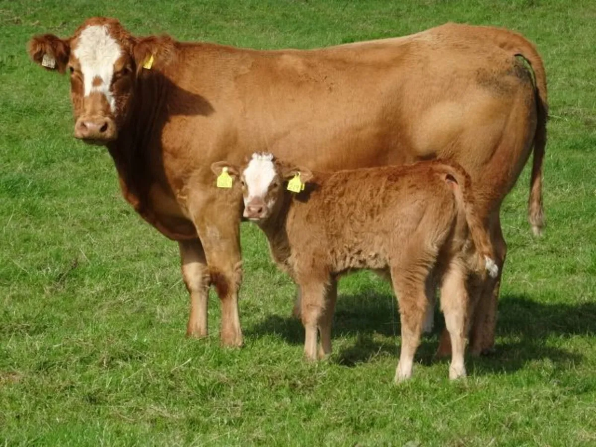 10 heifers +calves Markethill Mart Thurs 15/10/26 - Image 2