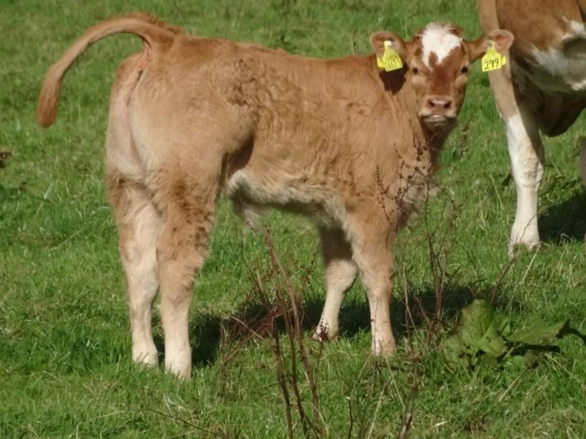 10 heifers +calves Markethill Mart Thurs 15/10/26 - Image 3