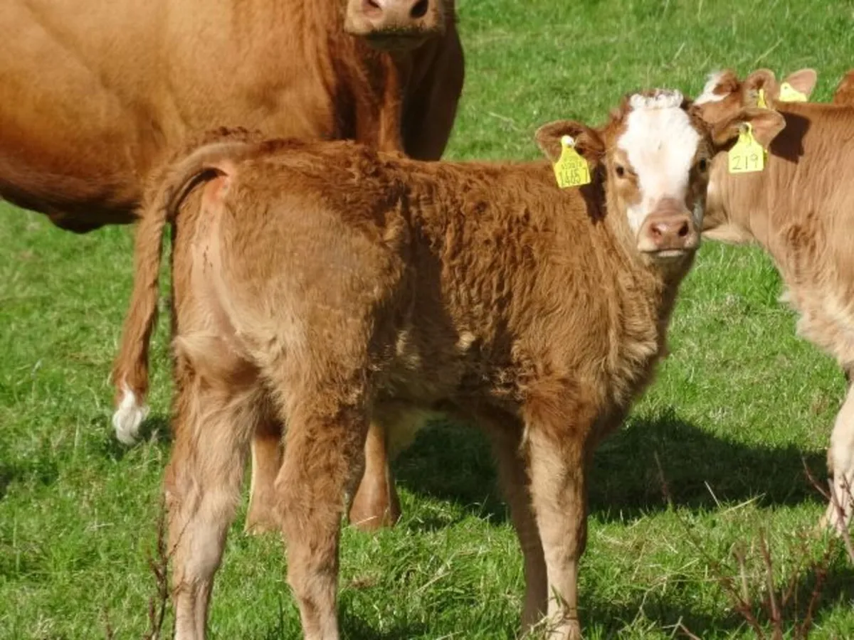 10 heifers +calves Markethill Mart Thurs 15/10/26 - Image 4
