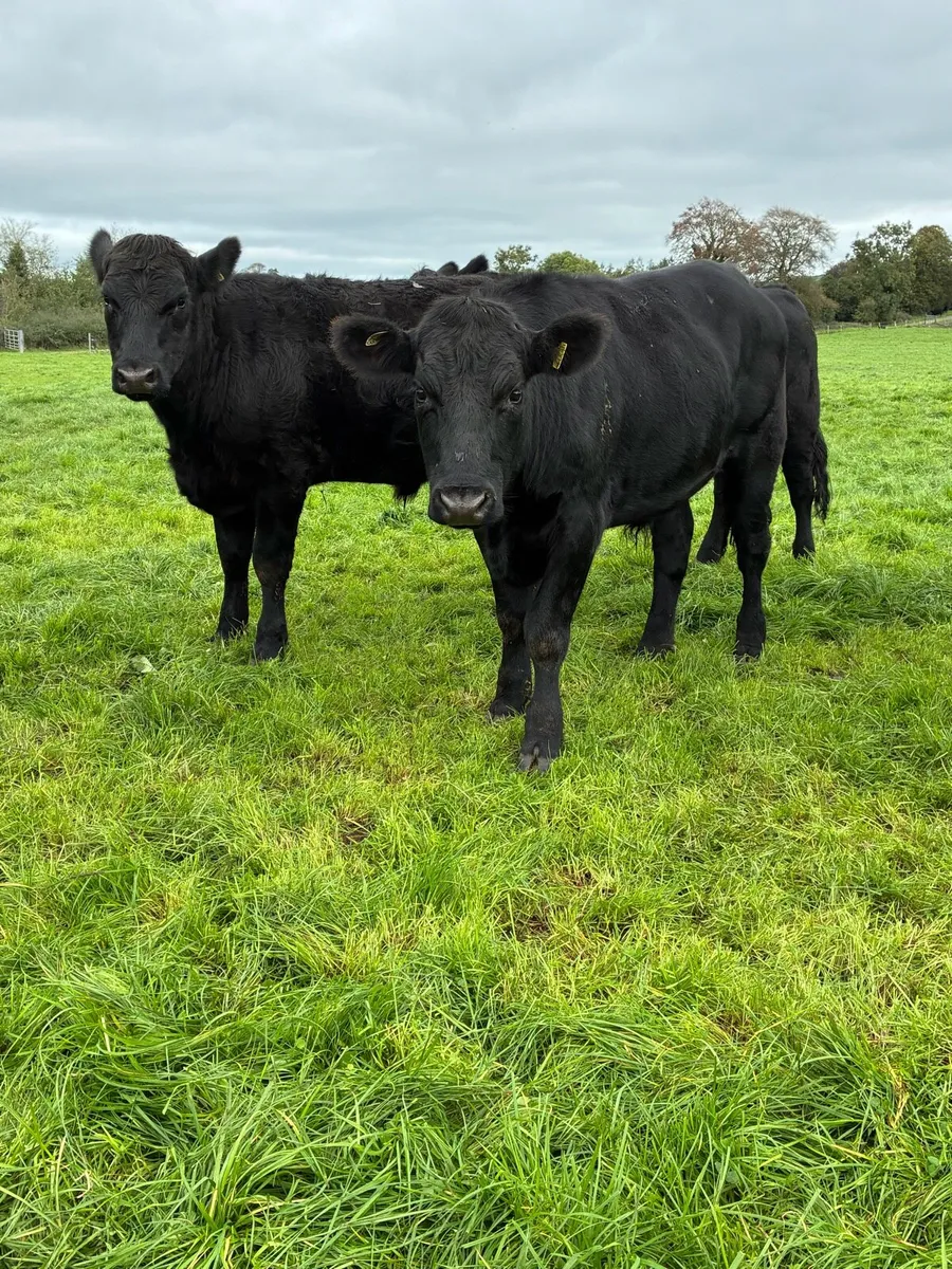17 Angus bullocks - Image 2
