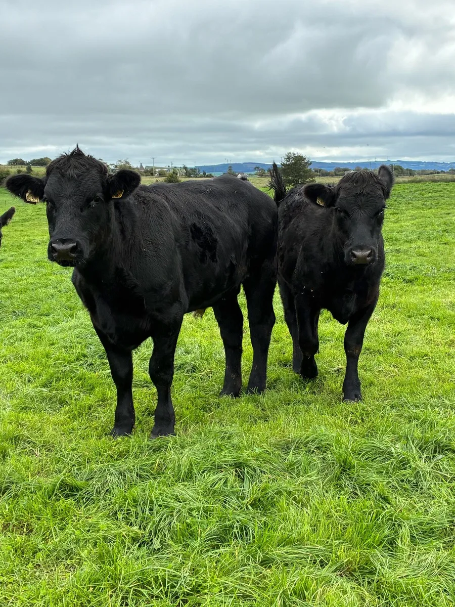 17 Angus bullocks - Image 3