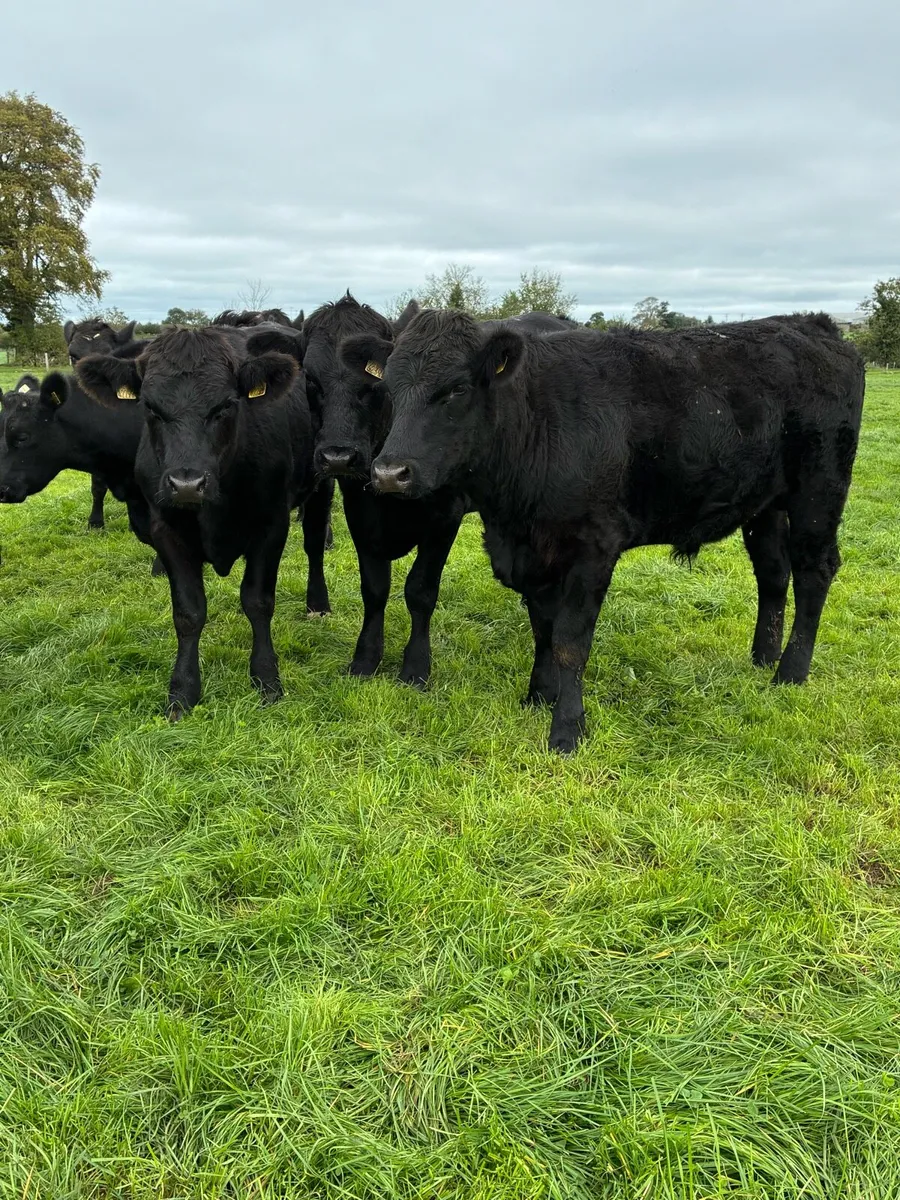 17 Angus bullocks - Image 4
