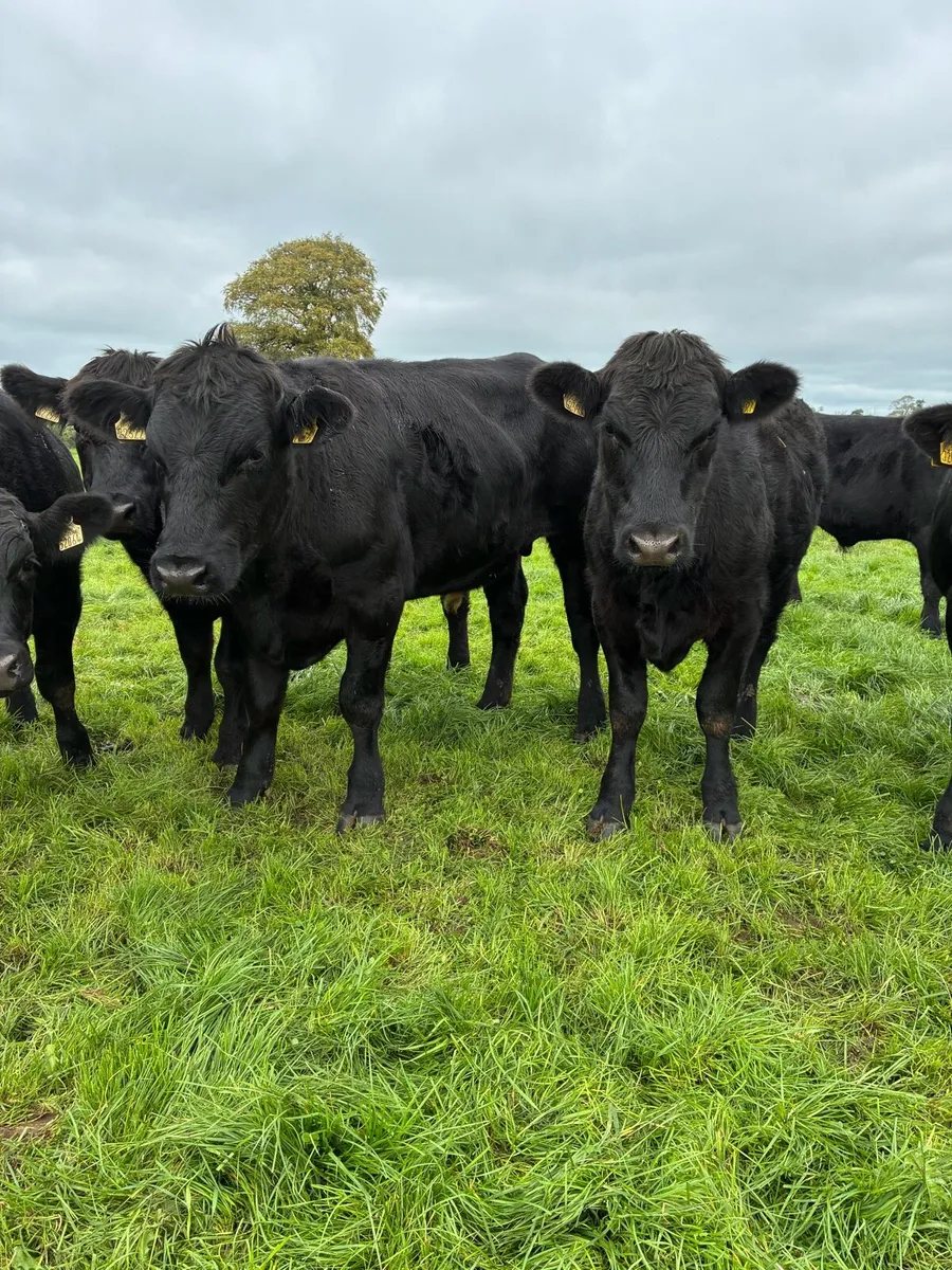17 Angus bullocks - Image 1
