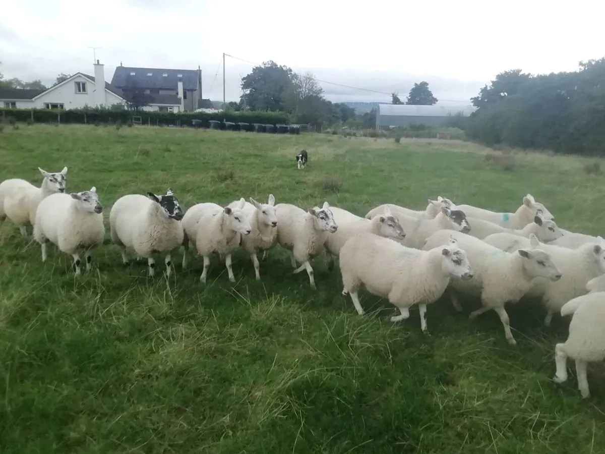 Texal Cross Ewe Lambs x 16 - Image 1