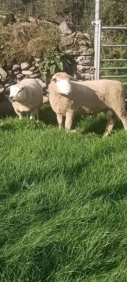 Dorset rams - Image 2