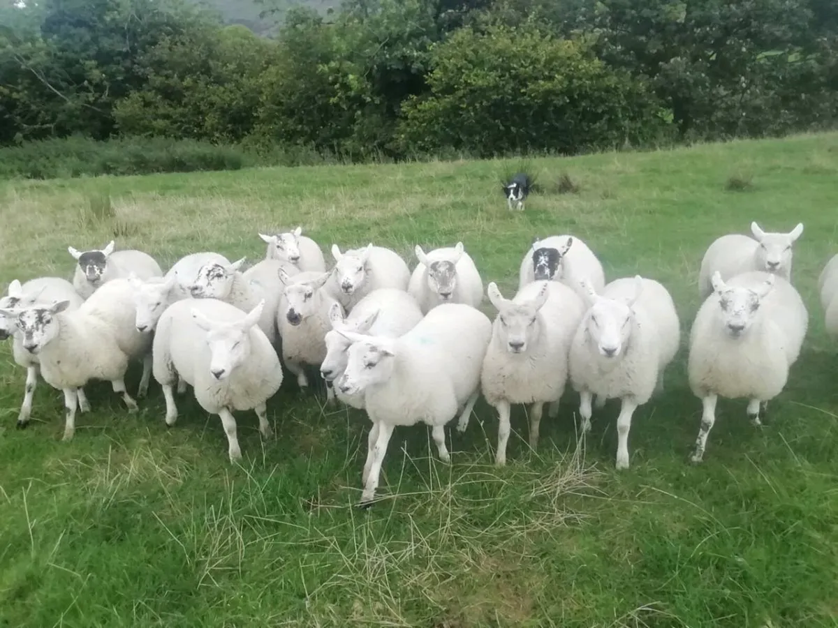 Texal Cross Ewe Lambs x 16 - Image 3