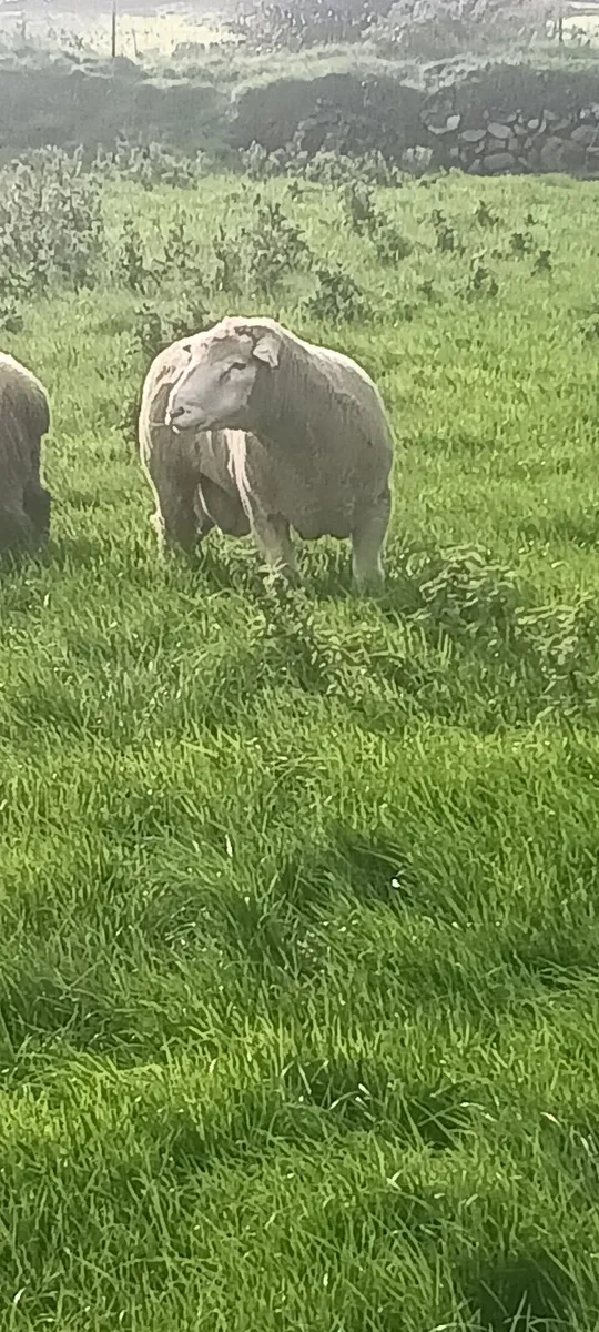 Dorset rams - Image 1