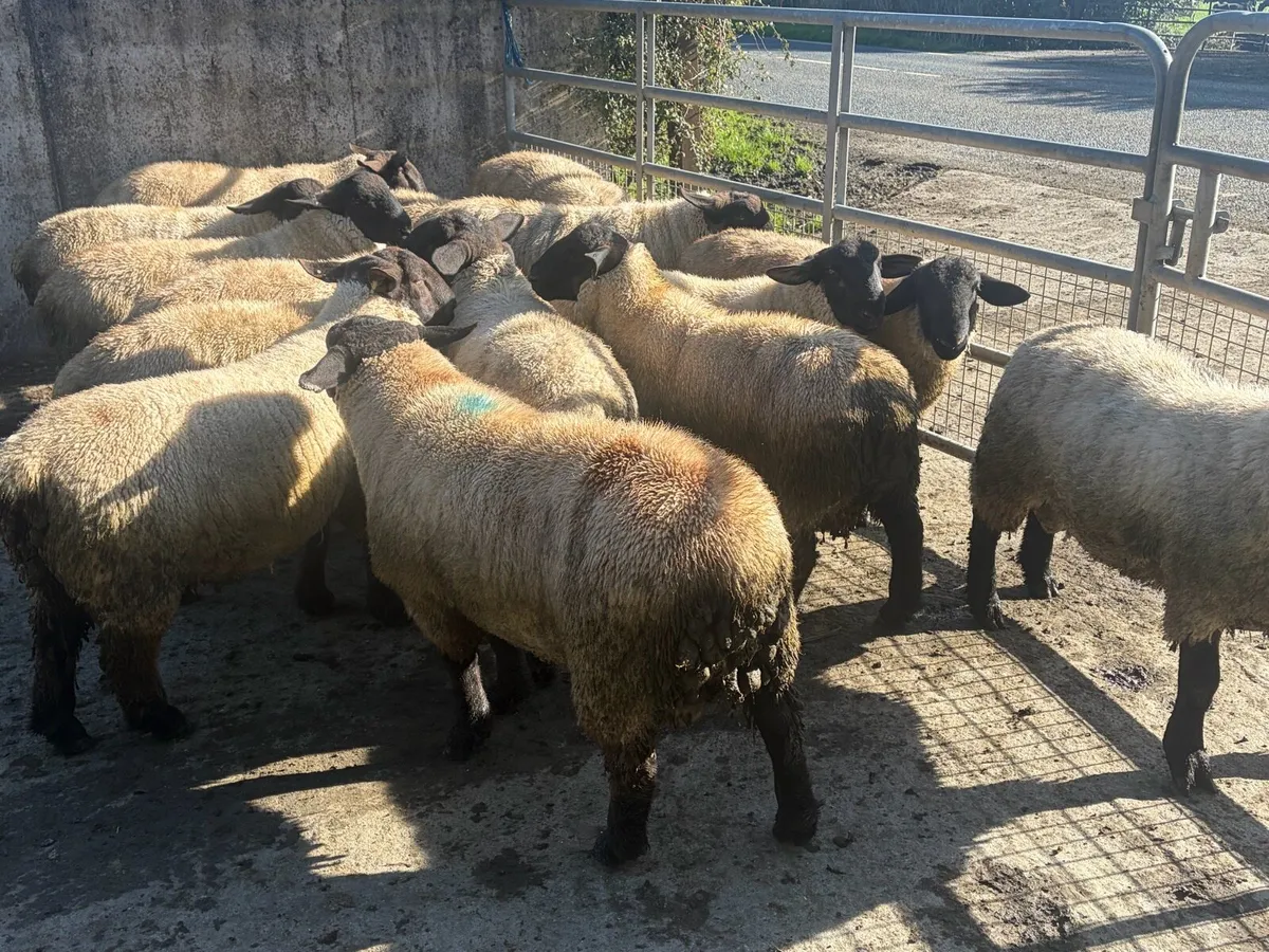 Suffolk ram lambs for sale - Image 2