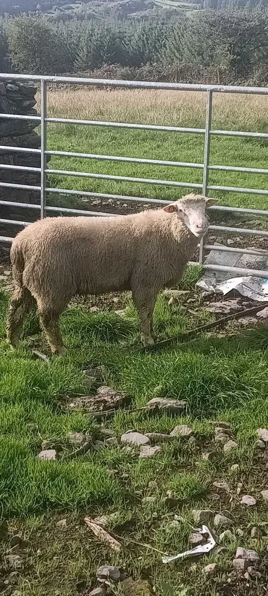 Dorset rams - Image 3
