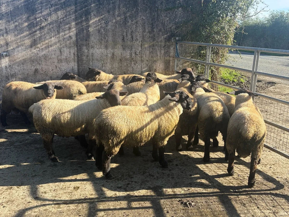 Suffolk ram lambs for sale - Image 3