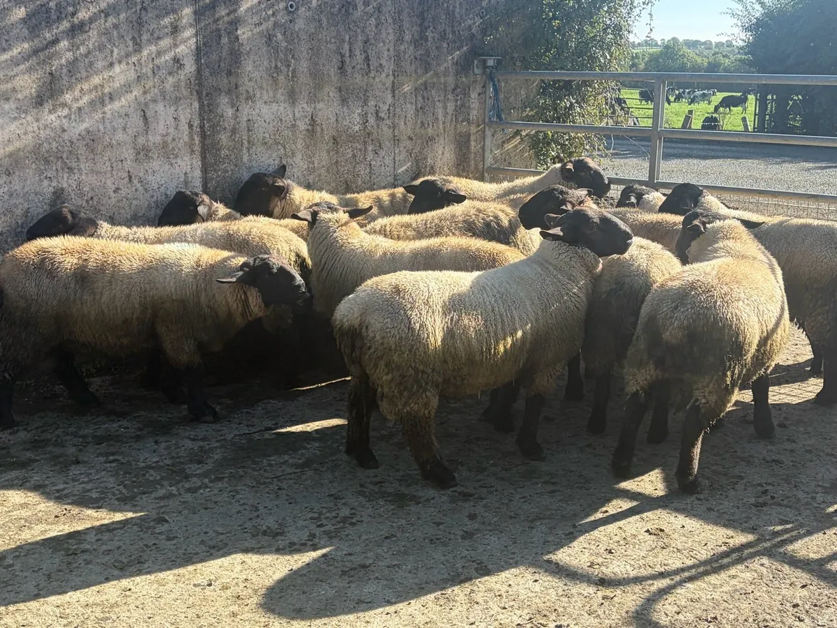 Suffolk ram lambs for sale - Image 4
