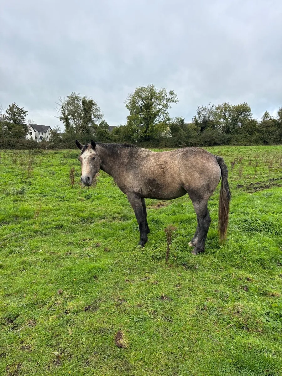 2 Year Old Connemara Filly - Image 1