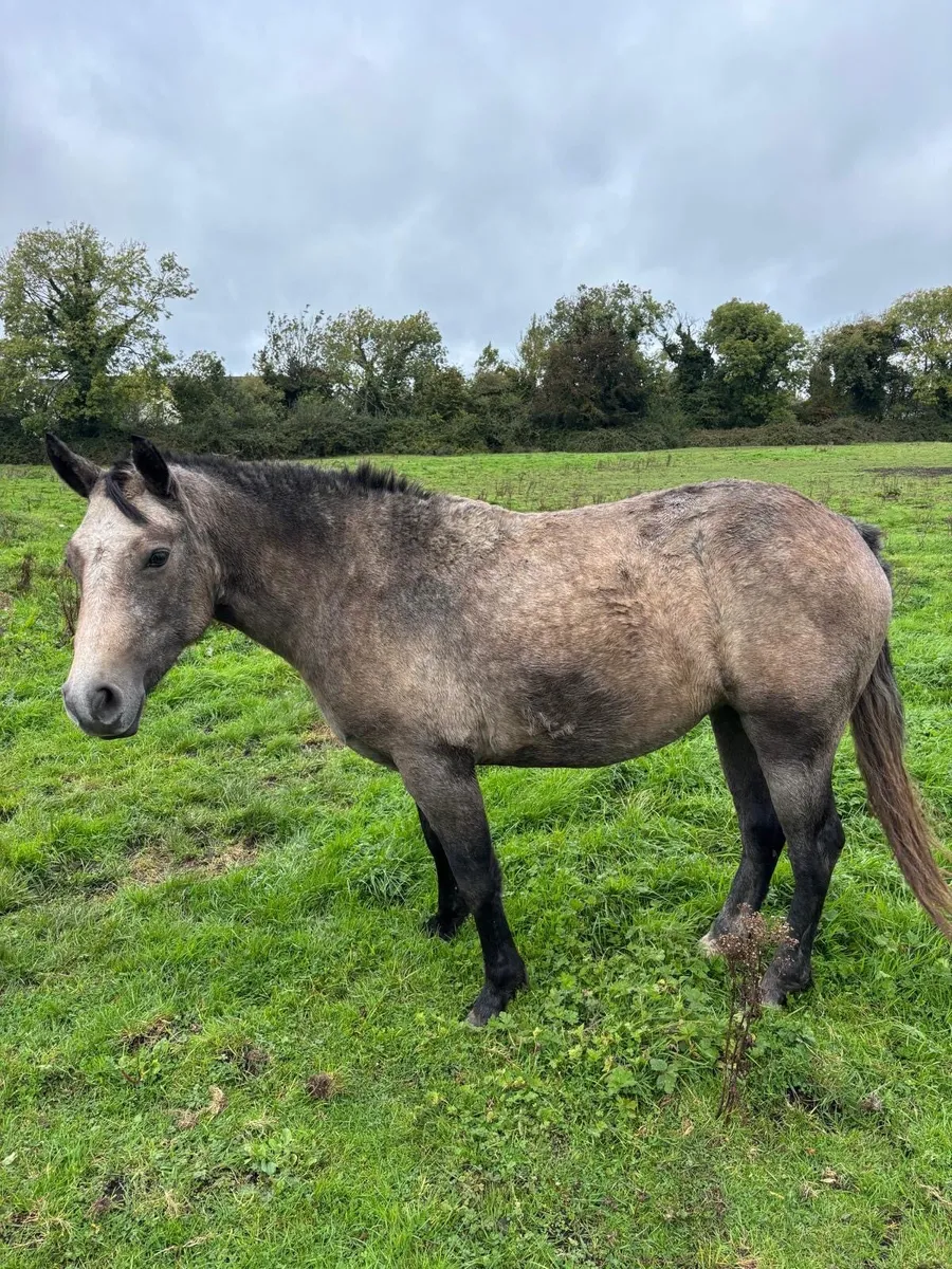 2 Year Old Connemara Filly - Image 2