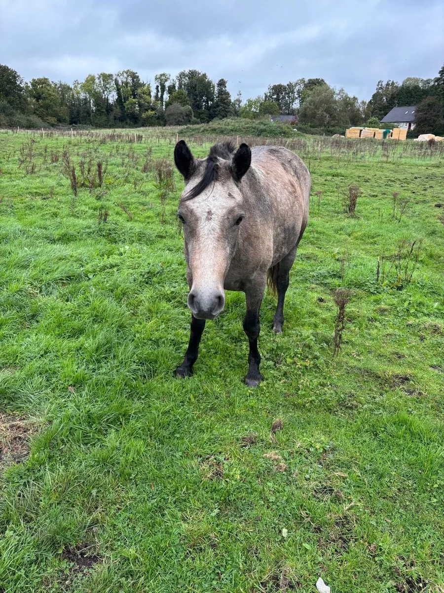 2 Year Old Connemara Filly - Image 3