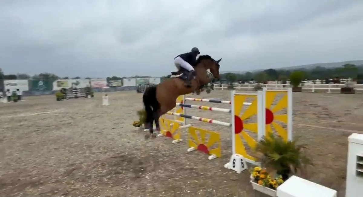 Quality Mare - Image 4