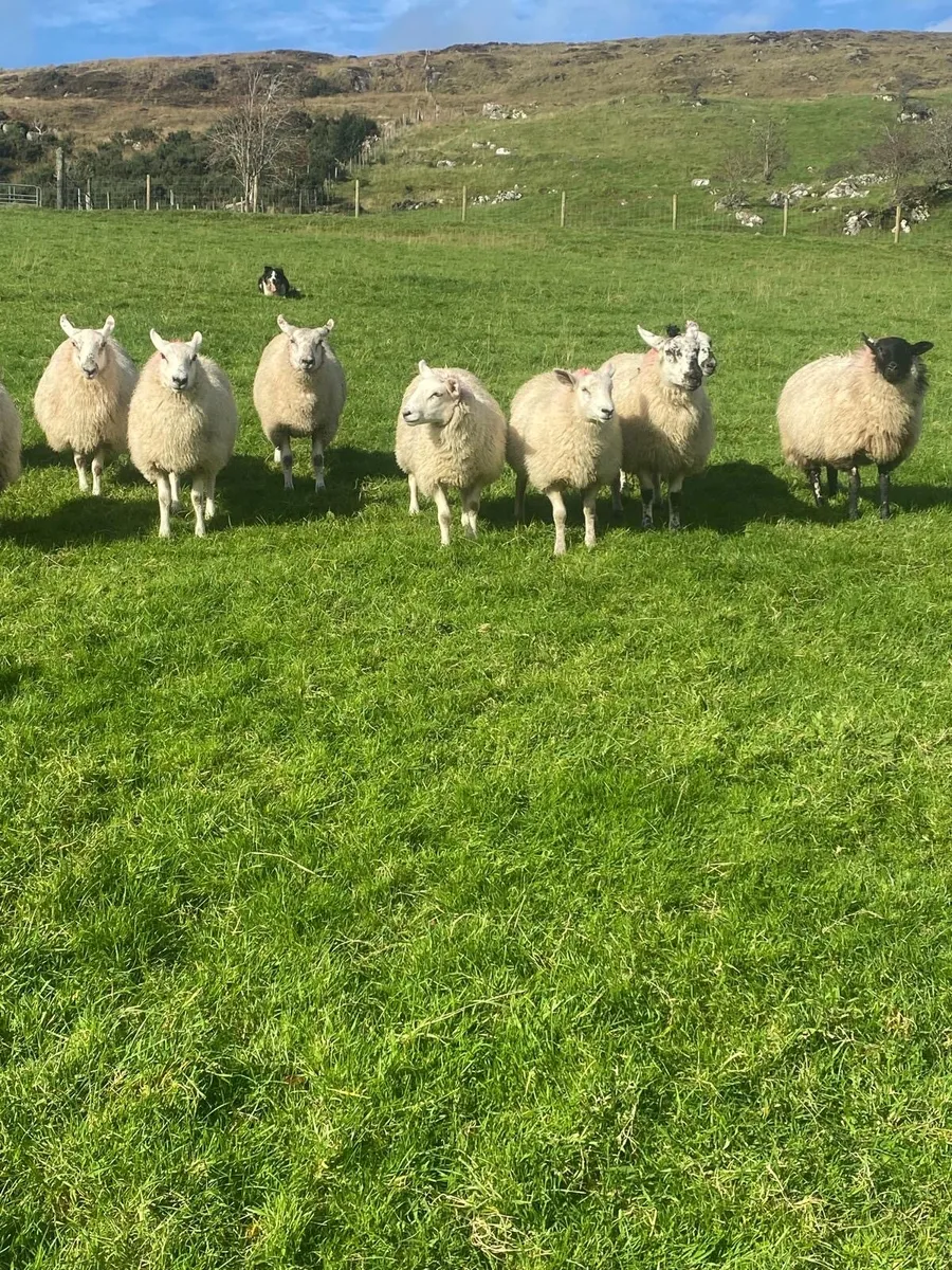 Ewe lambs - Image 1
