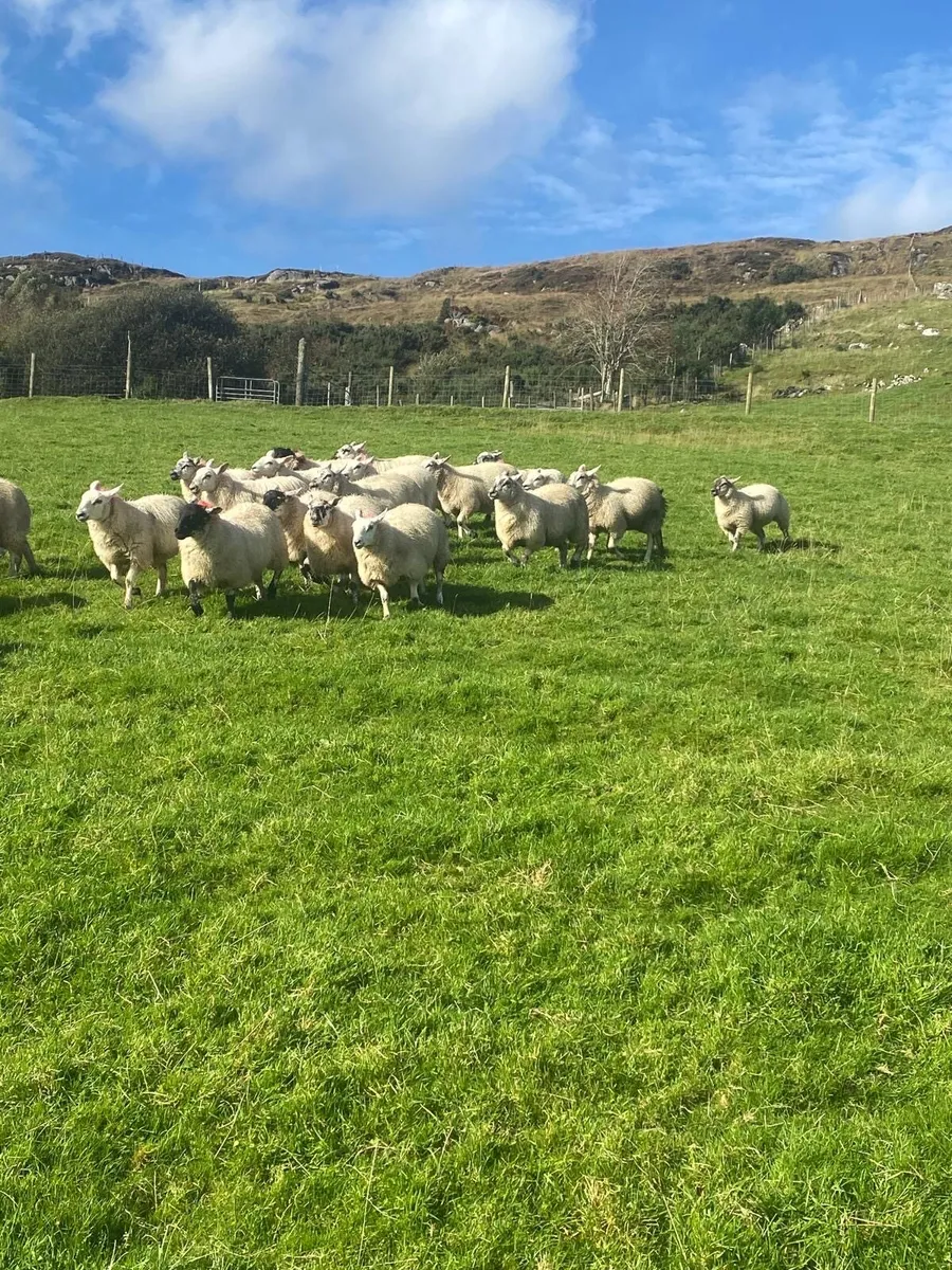 Ewe lambs - Image 2