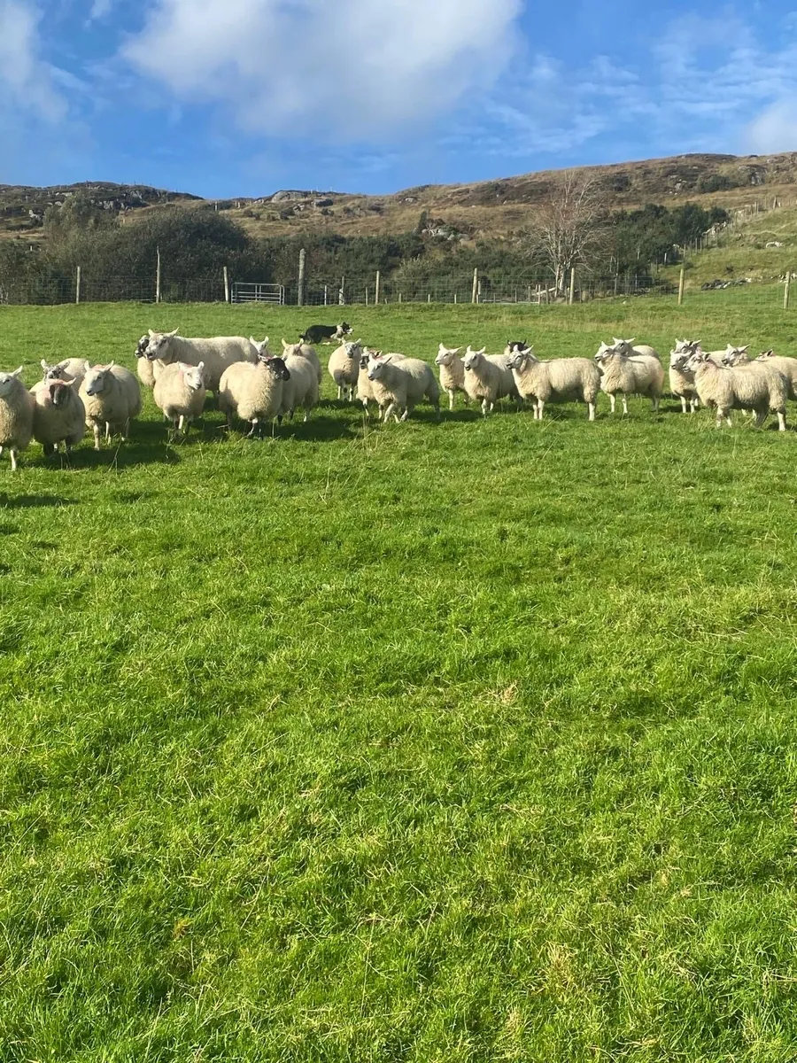 Ewe lambs - Image 3