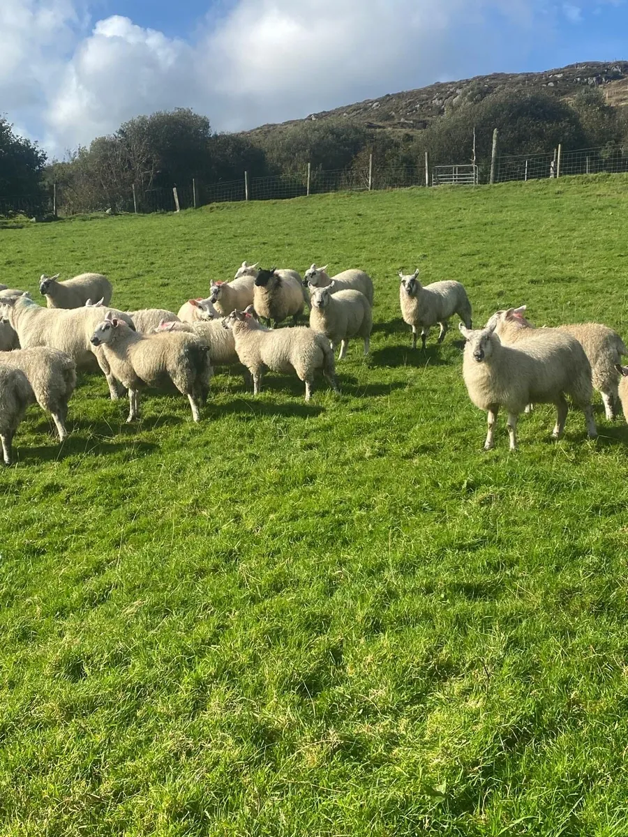 Ewe lambs - Image 4